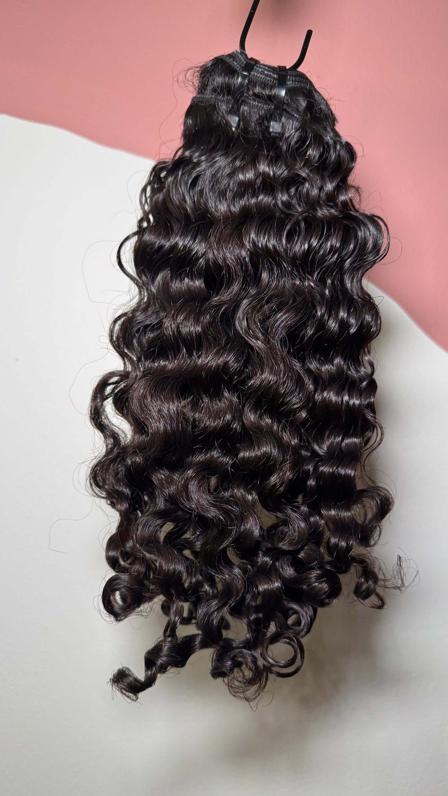 Virgin Burmese Curly